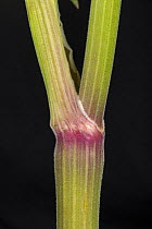 Cow parsley (Anthriscus sylvestris) purple tinted, ridged stem node of common roadside umbellifer in spring