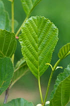 Young Alder leaves (Alnus glutinosa) on the tree in spring, Berkshire, May