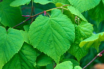 Small-leaved lime (Tilia cordata) young leaves in spring, Berkshire, May