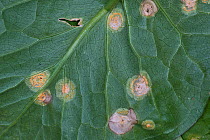 Arum / Ramson&#39;s rust (Puccinia sessilis) pustules and lesions on leaves of wild arum, lords and ladies (Arum maculatum) Berkshire, England, UK.