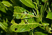 Bacterial shot hole (Pseudomonas syringae) affected leaves of laurel, Prunus laurocerasus, in a garden hedge, Berkshire, England, UK. May.