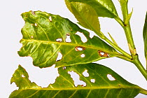 Bacterial shot hole (Pseudomonas syringae) affected leaves of Laurel (Prunus laurocerasus) in a garden hedge, May Berkshire, England, UK.
