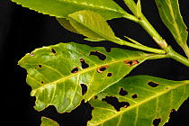 Bacterial shot hole (Pseudomonas syringae) affected leaves of laurel (Prunus laurocerasus) in a garden hedge, May Berkshire, England, UK.