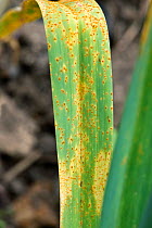 Leek rust (Puccinia allii / porri), fungal disease infection and orange pustules on leaves of leek, May Berkshire, England, UK. May.