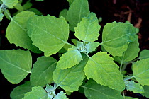Fat-hen / lamb&#39;s quarters (Chenopodium album) young plants of annual arable and garden weed, May Berkshire, England, UK.