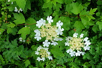 Guelder rose (Viburnum opulus) corym of white flowers and flower buds with green three-lobed leaves, May Berkshire, England, UK.