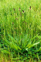 Ribwort / Narrowleaf plantain (Plantago lanceolata) flowering plant on wasteground, Berkshire, May