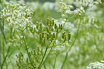 Cow parsley (Anthriscus sylvestris) flower umbel Berkshire, England, UK. May.