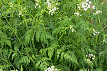 Cow parsley (Anthriscus sylvestris) foliage with green, fern-like, leaves on roadside verge, Berkshire, May
