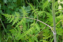 Cow parsley (Anthriscus sylvestris) foliage with green fern-like, leaves on roadside verge, Berkshire, May