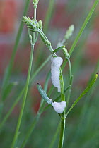 Cuckoo spit from Green / Meadow froghopper, (Philaneus spumarius) on lavender stems, Berkshire, June