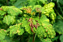 Damage to the leaves of a Currant (Ribes sp.) caused by currant blister aphids (Cryptomyzus ribis) in summer. The leaves are puckered with red and yellow blisters from feeding pests. Berkshire, Englan...
