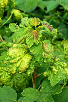 Damage to the leaves of Currant (Ribes sp) caused by currant Blister aphids (Cryptomyzus ribis) in summer. The leaves are puckered with red and yellow blisters from feeding pests. Berkshire, England,...