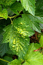 Damage to the leaves of a Currant (Ribes sp.) caused by Currant blister aphids, (Cryptomyzus ribis) in summer. The leaves are puckered with yellow blisters from feeding pests. Berkshire, England, UK.