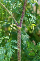Purple spotted stems characteristic of Hemlock, (Conium maculatum) hollow and poisonous, Devon, July