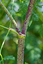 Purple spotted stems characteristic of Hemlock (Conium maculatum) hollow and poisonous, Devon, July