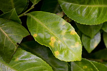 Bacterial shot hole (Pseudomonas syringae) chlorotic leaf spotting on Cherry laurel, Prunus laurocerasus, in a garden hedge, July Berkshire, England, UK.