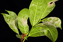 Powdery mildew (Podosphaera pannosa / tridactyla) on Cherry laurel leaf undersides in a garden hedge, Berkshire, England, UK. July