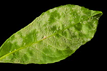 Powdery mildew (Podosphaera pannosa / tridactyla) on Cherry laurel leaf undersides in a garden hedge, Berkshire, England, UK. July