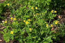 Young leaves and flowers of a Greater celandine, (Chelidonium majus) in spring, Berkshire, May