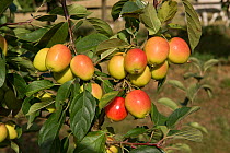 Crab apple, (Malus &#39;John Downie&#39;), with red, orange-yellow ovoid fruit on the tree, Berkshire, August