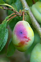Plum fruit moth (Grapholita funebrana) caterpillar exit hole in damaged ripe plum fruit, Berkshire, England, UK. August