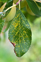 Plum rust (Tranzschelia pruni-spinosae var. discolor) necrotic mottling spots of a Victoria plum leaf upper surface Berkshire, England, UK.