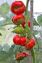 Greenhouse grown Tomatoes (Solanum lycopersicum) on canes where the fruit is suffering from severe blossom end rot, Berkshire, England, UK. August