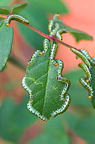 Large rose sawfly (Arge pagana) larvae feeding on ornamental rose leaves in summer, Berkshire, September