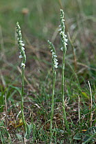 Autumn lady&#39;s tresses (Spiranthes spiralis), a small orchid with white flowers on Greenham Common, Berkshire, September