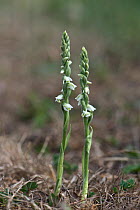 Autumn lady&#39;s tresses (Spiranthes spiralis), a small orchid with white flowers on Greenham Common, Berkshire, September