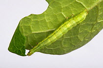 Silver Y moth (Autographa gamma) caterpillar feeding on a runner bean leaf, Berkshire, September