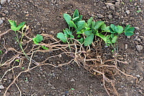 Ground elder (Aegopodium podograria) plant from a vegetable patch sampled to show creeping rhizomatous roots Berkshire, England, UK.