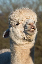 White huacaya alpaca with head up and teeth bared hair growing back after shearing, Berkshire, May