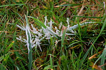 Dog sick slime mould (Muscilago crustacea) on pasture, early on warm damp winter morning, Berkshire, December