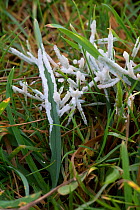 Dog sick slime mould (Muscilago crustacea) on pasture, early on warm damp winter morning, Berkshire, December