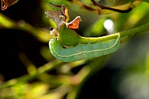Angle shades moth (Phlogophora meticulosa) late instar caterpillar on the seedhead of a standard rose flower, Berkshire, June