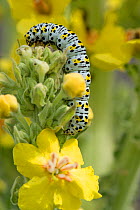 Mullein moth (Cucullia verbasci) caterpillar feeding on large yellow ornamental garden Mullein (Verbascum sp.) Berkshire, June