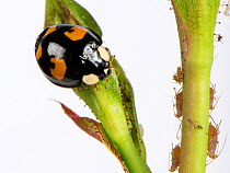 Harlequin / Asian ladybird (Harmonia axyridis) adult with black background and four red irregular spots, a variant colour type, Berkshire, England, UK. June