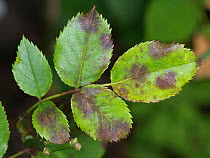 Black spot (Diplocarpon rosae) infection of leaves of an ornamental garden rose, Berkshire, July