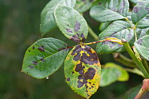 Black spot (Diplocarpon rosae) infection of leaves of an ornamental garden rose, Berkshire, July