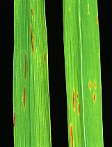 Narrow brown spot / Cercospora leaf spot (Sphaeruliba oryzina) disease lesions on a Rice (Oryza sativa) leaf, Thailand