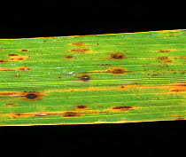 Brown spot (Cochliobolus miyabeanus) fungal disease lesions on a Rice (Oryza sativa) leaf, Thailand