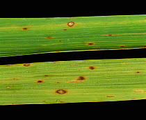 Brown spot (Cochliobolus miyabeanus) fungal disease lesions on a Rice (Oryza sativa) leaf, Thailand