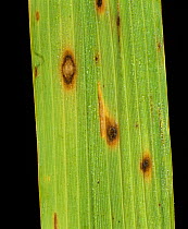 Brown spot (Cochliobolus miyabeanus) fungal disease lkesionbs on a Rice (Oryza sativa) leaf, Thailand