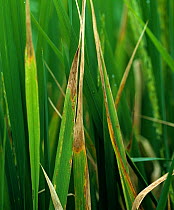 Leaf tipping on Rice (Oryza sativa) caused by Leaf scald (Microdochium oryzae) disease, Thailand