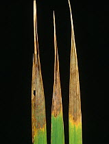 Leaf tipping on Rice (Oryza sativa) caused by Leaf scald (Microdochium oryzae) disease Thailand