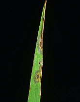 Leaf scald (Microdochium oryzae) early lesion of leaf tip infection on Rice (Oryza sativa), Thailand