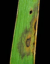 Leaf scald (Microdochium oryzae) early lesion of leaf tip infection on Rice (Oryza sativa), Thailand