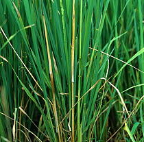 Mycelium and dead shoots on Rice (Oryza sativa) plants with Bakanae disease (Giberella fujikuroi) , Philippines.